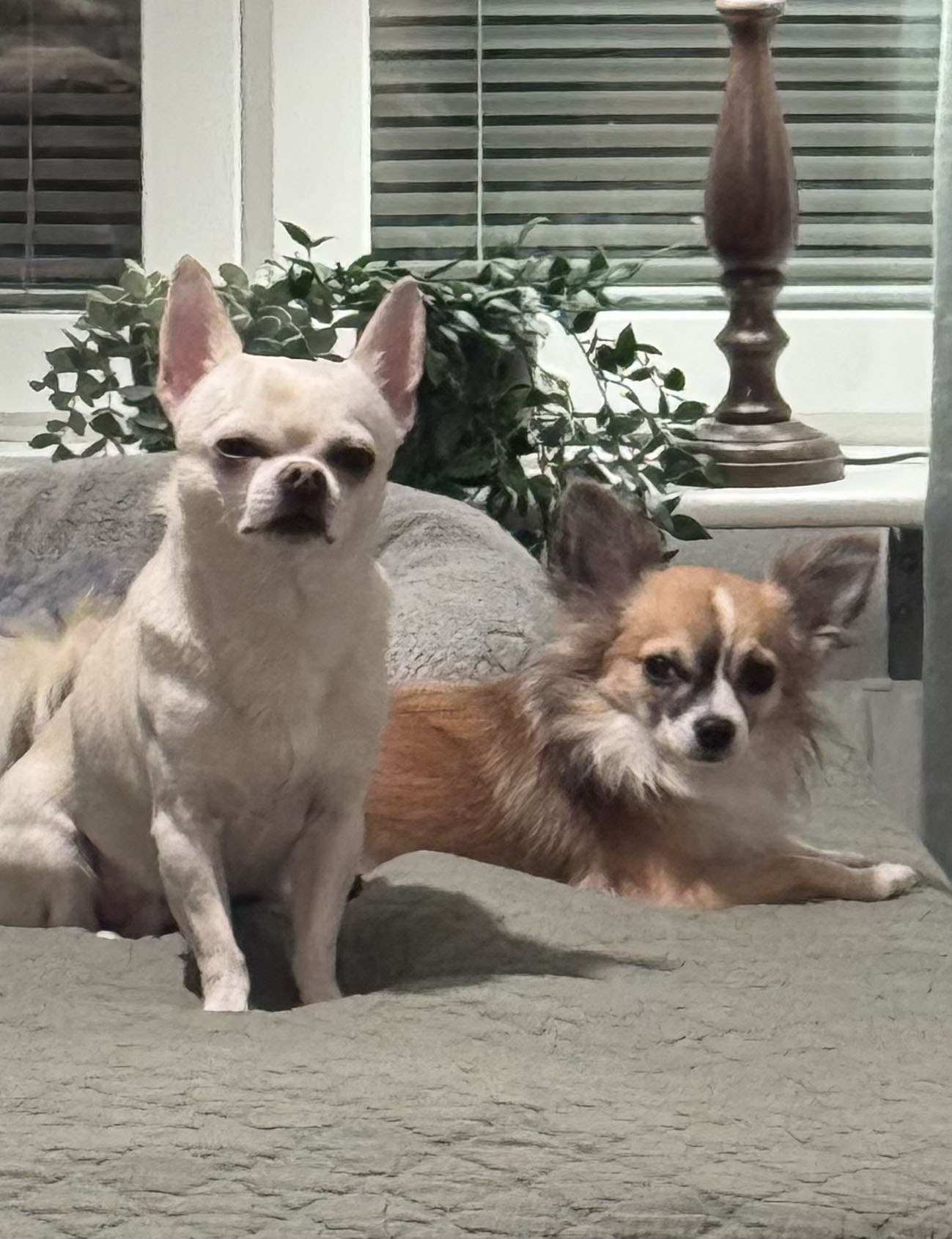 Dobby & Milo